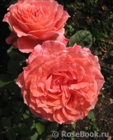 Corail gelee Corail gelee