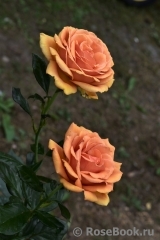 Ashram Ashram