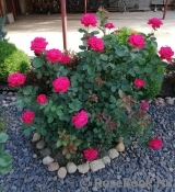 Dame de Coeur Dame de Coeur