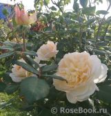 Crocus Rose® Crocus Rose®