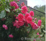 Rosarium Uetersen Rosarium Uetersen