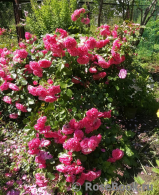 Rosarium Uetersen Rosarium Uetersen