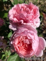Brother Cadfael Brother Cadfael