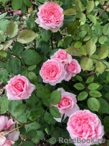 Brother Cadfael Brother Cadfael