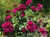 Burgundy Ice Burgundy Ice