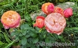 Just a Little Bit More™ Rosa Loves Me® Just a Little Bit More™ Rosa Loves Me®