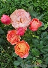 Just a Little Bit More™ Rosa Loves Me® Just a Little Bit More™ Rosa Loves Me®
