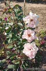 Couture Rose Tilia Couture Rose Tilia