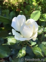 White Meidiland White Meidiland