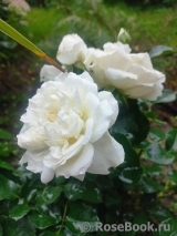 White Meidiland White Meidiland