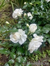 White Meidiland White Meidiland