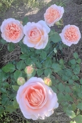 Abraham Darby Abraham Darby