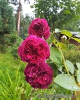 Falstaff® Falstaff®