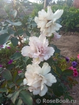 Couture Rose Tilia Couture Rose Tilia