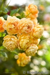 Crown Princess Margareta® Crown Princess Margareta®