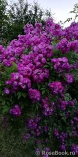 Perennial Blue Perennial Blue