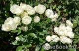 Witte Koster Witte Koster