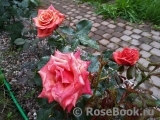 Rhosyn Margaret Williams Rhosyn Margaret Williams