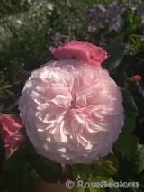Constance