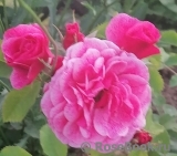 Morden Ruby Morden Ruby