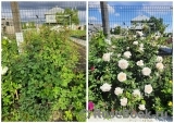 Crocus Rose® Crocus Rose®