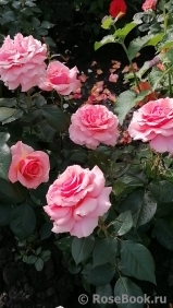 Poesie Poesie
