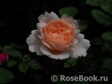 Ambridge Rose 