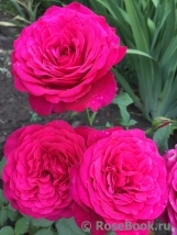 Johann Wolfgang von Goethe Rose® Johann Wolfgang von Goethe Rose®