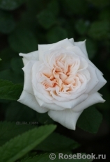 White O'Hara White O'Hara