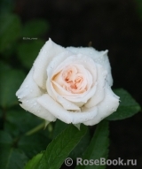 White O'Hara White O'Hara