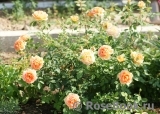 Lady of Shalott Lady of Shalott