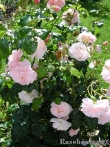 Strawberry Hill Strawberry Hill