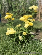 Golden Border Golden Border
