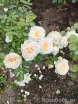 Cream Abundance Cream Abundance