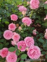 Boscobel Boscobel