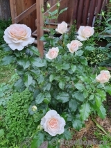 Chandos Beauty Chandos Beauty