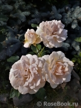 Chandos Beauty Chandos Beauty