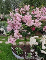 Heavenly Pink Heavenly Pink