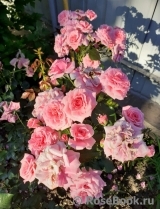 Chaplin's Pink Chaplin's Pink