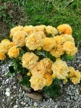 Goldelse Goldelse