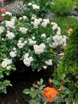 Aspirin Rose Aspirin Rose