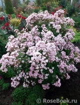 Heavenly Pink Heavenly Pink