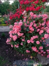 Rosarium Uetersen Rosarium Uetersen