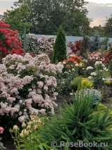 Heavenly Pink Heavenly Pink