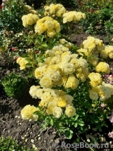 Golden Border Golden Border
