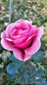 Persian Mystery Persian Mystery
