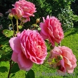 Jubilee Celebration® Jubilee Celebration®