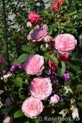 The Alnwick Rose The Alnwick Rose