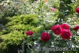 Ascot Ascot