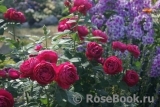Ascot Ascot